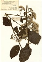 藏品(茄葉斑鳩菊)的圖片